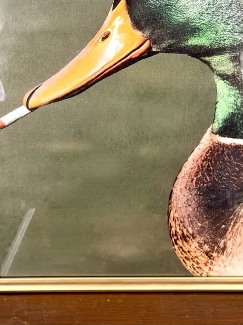 N/A mallard duck